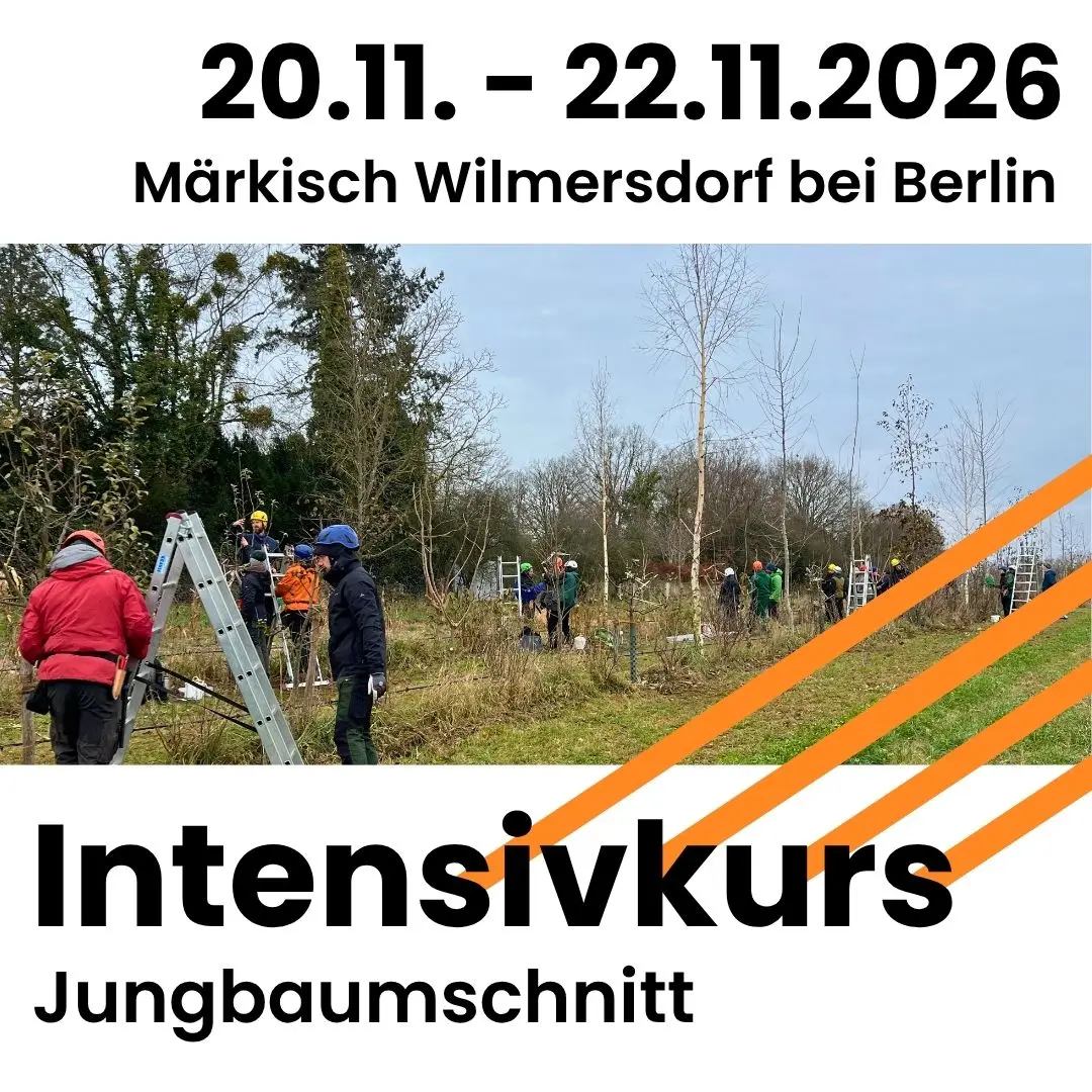 20.11. bis 22.11.2026 Märkisch Wilmersdorf bei Berlin: Intensivkurs Jungbaumschnitt