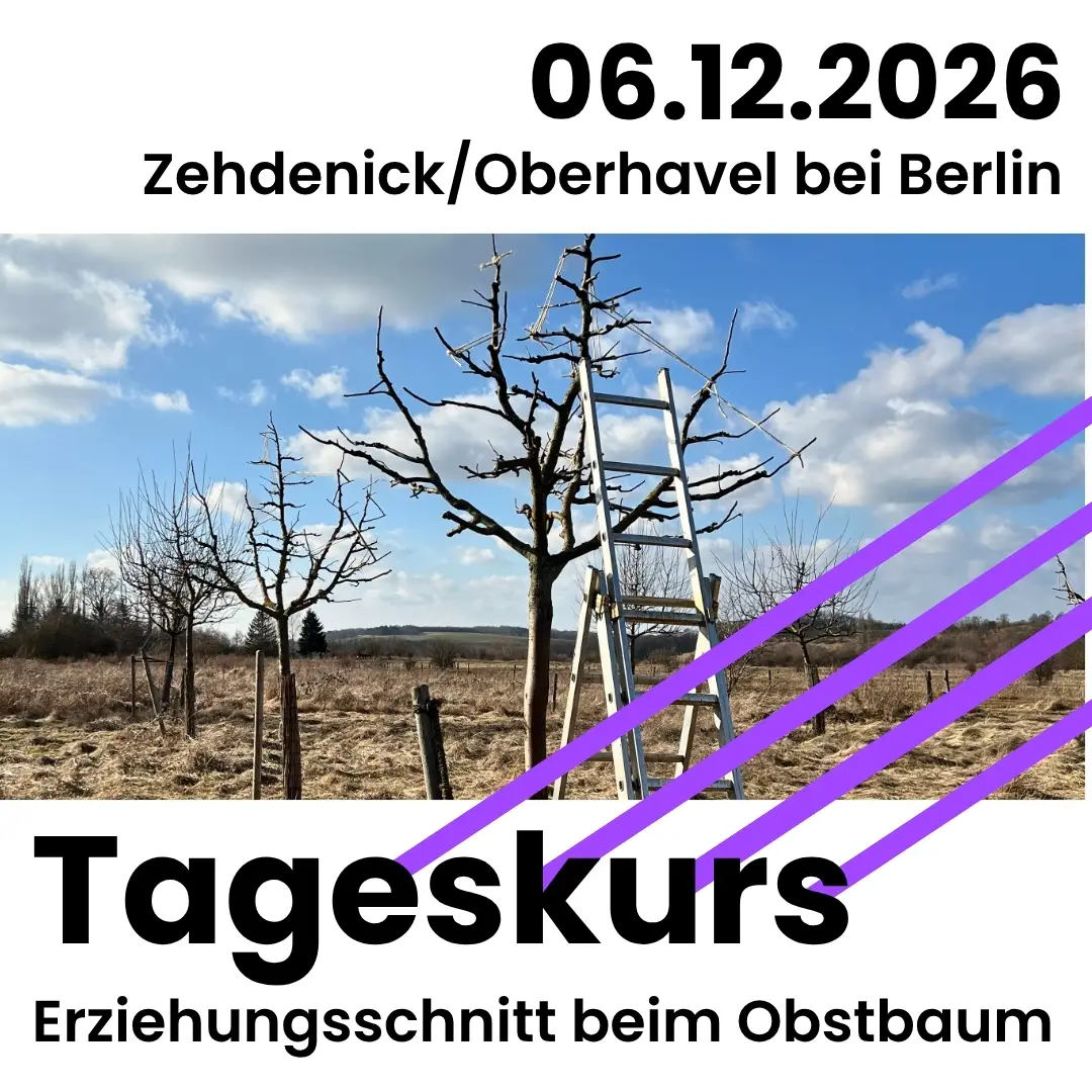 06.12.2026 in Zehdenick/Landkreis Oberhavel: Erziehungsschnitt beim Obstbaum